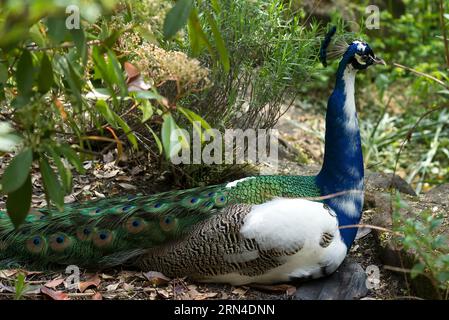 Paon assis (Pavo cristatus) dans le parc de la ville de Lahr, Baden-Wuerttemberg, Allemagne Banque D'Images