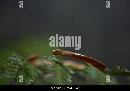 (150519) -- ENSHI, 19 mai 2015 -- Un serpent est vu à l'intérieur d'un gouffre dans le comté montagneux de Xuanen, dans la province du Hubei, au centre de la Chine, le 19 mai 2015. En raison du paysage karstique local et du climat humide, un gouffre de plus de 290 mètres de profondeur à Xuanen est devenu la maison pour diverses plantes et animaux. Un écosystème complet et original est maintenu dans le trou car il est difficile pour l'homme d'entrer. ) (Zhs) CHINA-HUBEI-SINKHOLE-SCENERY (CN) YangxShunpi PUBLICATIONxNOTxINxCHN 150519 Enshi Mai 19 2015 un serpent EST des lacs à l'intérieur d'un puits dans le comté montagneux de Xuanen en Chine centrale S province du Hubei Mai 19 201 Banque D'Images