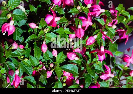 Flore, fleurs, Fuschia, fleurs de couleur rose poussant sur le buisson en plein air dans un jardin. Banque D'Images