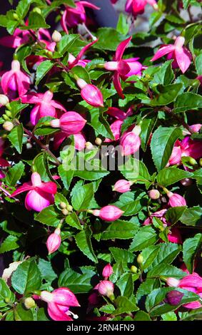 Flore, fleurs, Fuschia, fleurs de couleur rose poussant sur le buisson en plein air dans un jardin. Banque D'Images