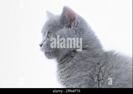 British Shorthair mâle, 11 semaines, gris, devant un fond blanc, regardant vers la gauche, gros plan sur la tête et le corps Banque D'Images