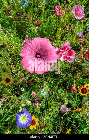 Prairie d'été avec mauve annuelle (Lavatera trimestris), godetia (Clarkia amoena) et gloire matinale naine (Convolvulus tricolor), Allgaeu, Bavière Banque D'Images