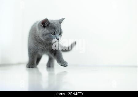 British Shorthair mâle, 11 semaines, gris, marchant vers la droite, fond blanc Banque D'Images