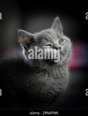 British Shorthair mâle, 11 semaines, gris, gros plan de la tête et d'une partie du corps, un œil plissé, regardant vers la droite devant un sombre mais colourfu Banque D'Images