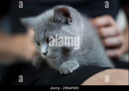 British Shorthair mâle, 11 semaines, gris, allongé sur les genoux d'un humain en regardant à gauche Banque D'Images