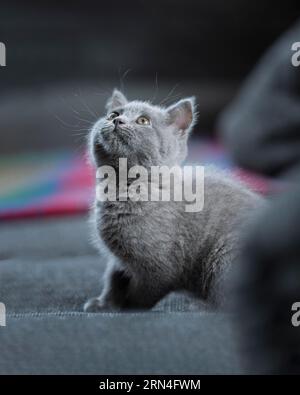 British Shorthair mâle, 11 semaines, gris, assis sur un canapé gris et regardant vers le haut, dans les coussins de fond du canapé et un checked coloré Banque D'Images