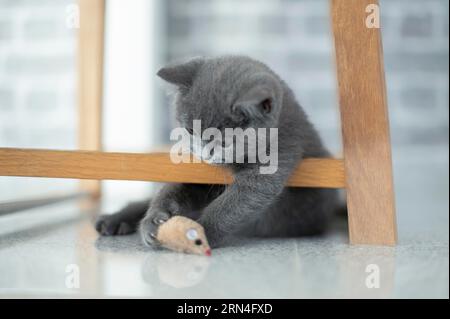 British Shorthair mâle, 11 semaines, gris, saisissant les jambes d'une chaise en bois et jouant avec des jouets pour chats, regardant vers le bas à gauche, fond gris Banque D'Images