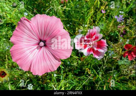 Prairie d'été avec mauve annuelle (Lavatera trimestris) Allgäu, Bavière, Allemagne, Europe Banque D'Images