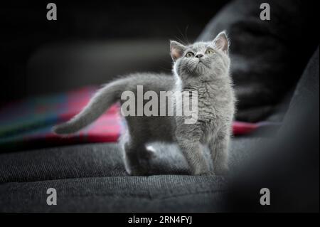 British Shorthair mâle, 11 semaines, gris, debout sur un canapé gris et regardant vers le haut, dans les coussins de fond du canapé et une laine à carreaux colorée Banque D'Images