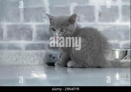 British Shorthair mâle, 11 semaines, gris, assis devant un bol de nourriture et se léchant avec la langue, fond de mur de briques gris Banque D'Images