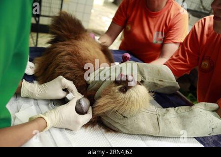 ALAJUELA, le 20 mai 2015 -- Un paresseux reçoit un traitement médical au Wildlife Zoo Ave Rescue Center à la Garita, Alajuela, Costa Rica, le 20 mai 2015. L’Assemblée générale des Nations Unies a proclamé le 20 mai Journée internationale de la diversité biologique afin d’informer et de sensibiliser la population et les États sur les questions liées à la biodiversité. Kent Gilbert) COSTA RICA-ALAJUELA-ENVIRONNEMENT-DIVERSITE BIOLOGIQUE e KENTxGILBERT PUBLICATIONxNOTxINxCHN Alajuela 20 2015 mai un paresseux reçoit un traitement médical AU Wildlife Zoo AVE Rescue Center à la Alajuela Costa Rica 20 2015 mai l'ONU Banque D'Images