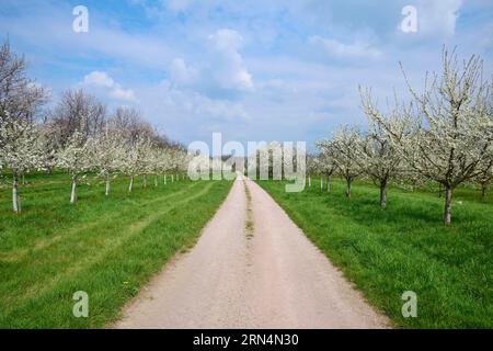 Chemin de champ, prunier, cerisier, verger, fleur, printemps, Appenweier, Ortenau, Bade-Württemberg, Allemagne, Europe Banque D'Images