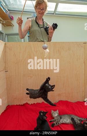 La femme fait le saut de chaton de neuf semaines, d'autres regardent, Allemagne Banque D'Images