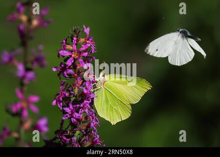 Brimstone (Gonepteryx rhamni) sur fleur de loosestrife (Lythrum salicaria), petit blanc (Pieris rapae) en vol, Hesse, Allemagne Banque D'Images