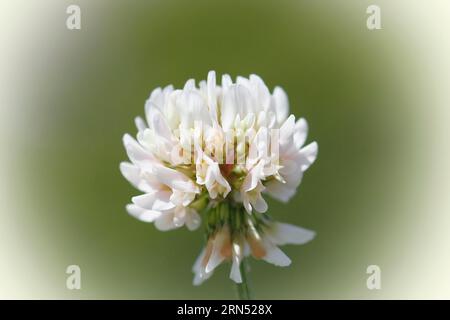 Trèfle blanc (Trifolium repens), fleur unique, Rhénanie du Nord-Westphalie, Allemagne Banque D'Images