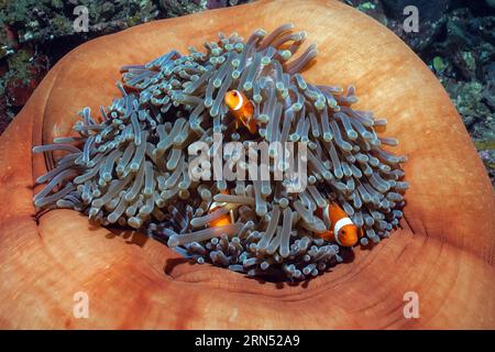 Trois spécimens de poissons-clownfish ocellaris (Amphiprion ocellaris) se cachent dans la nage entre les tentacules d'une magnifique anémone de mer (Heteractis magnifica) Banque D'Images