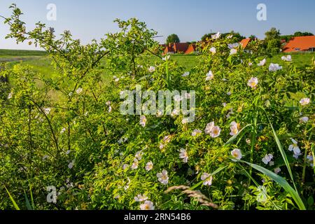 Fleurs de roses de plage à la colonie de vacances derrière la digue, Wremen, station balnéaire de la mer du Nord, Wurster côte de la mer du Nord, estuaire de Weser, Land Wursten Banque D'Images