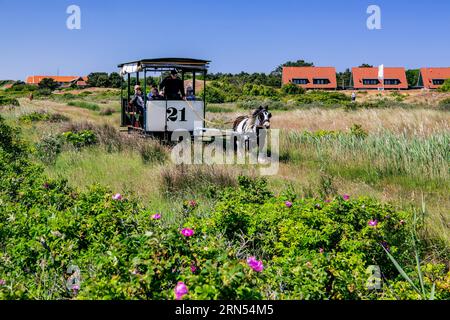 Tramway historique tiré par des chevaux dans les dunes, Spiekeroog, spa de la mer du Nord, île de la mer du Nord, îles de la Frise orientale, basse-Saxe Mer des Wadden, Frise orientale Banque D'Images