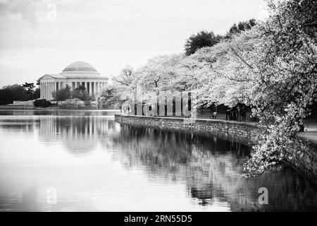 WASHINGTON DC, États-Unis — le Jefferson Memorial est entouré de fleurs de cerisier vibrantes, marquant l'arrivée du printemps dans la capitale. Ces fleurs, un cadeau du Japon en 1912, offrent un cadre pittoresque au mémorial dédié au troisième président américain, Thomas Jefferson, soulignant la fusion de la beauté naturelle et de l'histoire américaine. Banque D'Images