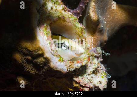 Faux poisson propre (Aspidontus taeniatus) au repos dans un trou de ver. Raja Ampat, Papouasie occidentale, Indonésie. Banque D'Images