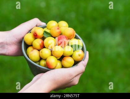 Petit tamis en céramique plein de mini prunes jaunes biologiques fraîchement récoltées dans les mains des filles. Alimentation saine et concept de récolte. Mise au point sélective. Banque D'Images