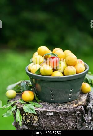 Mini prunes jaunes biologiques fraîchement récoltées dans un petit tamis en céramique dans le jardin du cottage. Alimentation saine et concept de récolte. Mise au point sélective. Banque D'Images