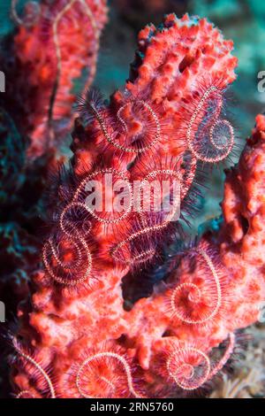 Brittlestar épineux rouge foncé [Ophiothrix purpurea]. Tulamben, Bali, Indonésie. Banque D'Images