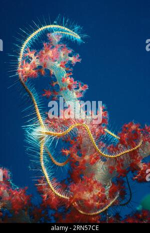 Brittlestar,Ophiothrix sp.,soft coral,underwater,marine life,invertebrate,echinoderm,coral reef,wildlife,nature,color image,ocean,vertical,colour imag Stock Photo