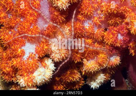 Brittlestar (espèce Ophiothrix) perchée sur corail mou. Rinca, parc national de Komodo, Indonésie. Banque D'Images