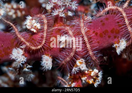 Brittlestar (espèce Ophiothrix) sur corail mou sur lequel se trouvent des vers plats Acoel (espèce Waminoa). Rinca, parc national de Komodo, Indonésie. Banque D'Images