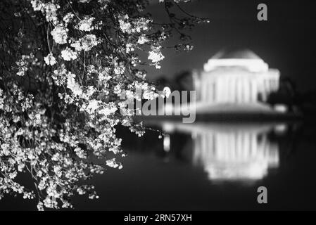 WASHINGTON DC, États-Unis — le Jefferson Memorial est entouré de fleurs de cerisier vibrantes, marquant l'arrivée du printemps dans la capitale. Ces fleurs, un cadeau du Japon en 1912, offrent un cadre pittoresque au mémorial dédié au troisième président américain, Thomas Jefferson, soulignant la fusion de la beauté naturelle et de l'histoire américaine. Banque D'Images