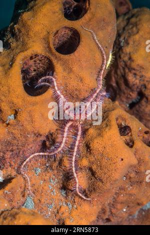 Brittlestar épineux rouge foncé [Ophiothrix purpurea]. Tulamben, Bali, Indonésie. Banque D'Images