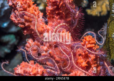 Brittlestar épineux rouge foncé [Ophiothrix purpurea]. Tulamben, Bali, Indonésie. Banque D'Images