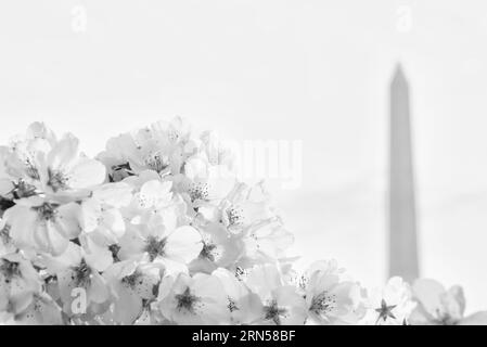 Cerisier en fleurs et Washington Monument, Tidal Basin, Washington DC. Photographie en noir et blanc montrant le monument partiellement obscurci par un amas de fleurs. Banque D'Images