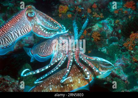 Pharaon seiche (Sepia pharaonis), mâle gardant la ponte femelle étant approché par un mâle rival. Mer d'Andaman, Thaïlande. Banque D'Images