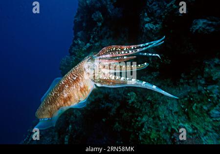 Seiche Pharao (Sepia pharaonis) courtisant des couleurs. Mer d'Andaman, Thaïlande. Banque D'Images