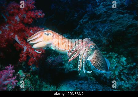 Pharaon seiche (Sepia pharaonis), mâle gardant la ponte femelle étant approché par un mâle rival. Mer d'Andaman, Thaïlande. Banque D'Images