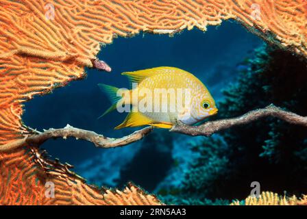 Damoiselle dorée (Amblyglyphidodon aureus) qui garde des œufs sur la branche gorgonienne. Mer d'Andaman, Thaïlande. Banque D'Images