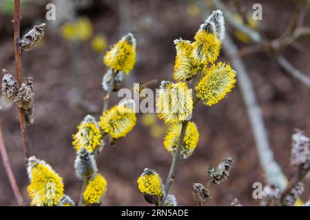 Les abeilles ramassent le nectar sur les chatons de saule dans les premiers rayons chauds du soleil Banque D'Images