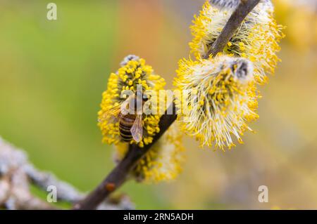 Les abeilles ramassent le nectar sur les chatons de saule dans les premiers rayons chauds du soleil Banque D'Images