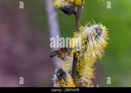 Les abeilles ramassent le nectar sur les chatons de saule dans les premiers rayons chauds du soleil Banque D'Images