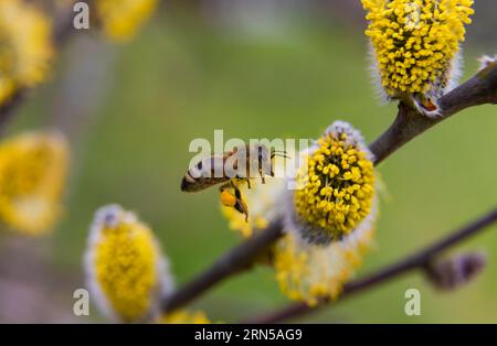 Les abeilles ramassent le nectar sur les chatons de saule dans les premiers rayons chauds du soleil Banque D'Images