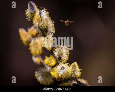 Les abeilles ramassent le nectar sur les chatons de saule dans les premiers rayons chauds du soleil Banque D'Images