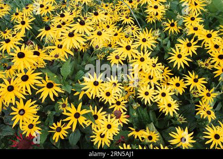 Marguerite jaune vif comme fleurs de Rudbeckia Rudbeckia une fleur de jardin vivace robuste Banque D'Images