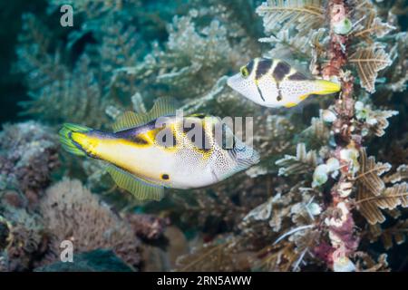 Mimie cuir ou mimie Blackseldle [Paraluteres prionurus]. Bali, Indonésie. Banque D'Images