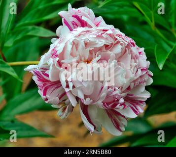 Simple panaché blanc avec fleur de pivoine rayée rose variété Candy Stripe gros plan. Magnifique double fleur de pivoine dans le jardin d'été en pleine floraison. FL Banque D'Images