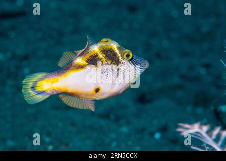 Mimie cuir ou mimie Blackseldle [Paraluteres prionurus]. Bali, Indonésie. Banque D'Images