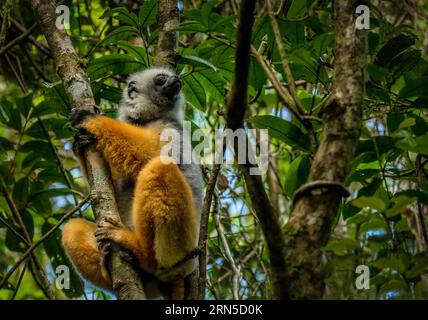 Diademed sifaka (Propithecus diadema) dans les forêts nuageuses du parc national d'Andasibe à l'est de Madagascar Banque D'Images