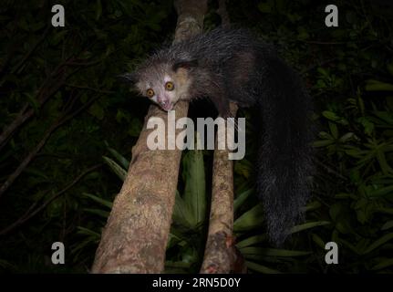 Aye-Aye (Daubentonia madagascariensis) dans les forêts pluviales des basses terres de l'est de Madagascar, Madagascar Banque D'Images