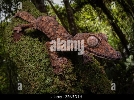 Gecko à queue foliaire (Uroplatus cf. Gigantaeus) dans les forêts tropicales du parc national de marojejy au nord-est de Madagascar Banque D'Images